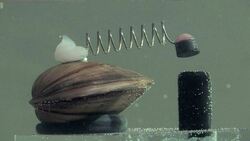 Phylum Mollusca Part 3: Class Bivalvia (Clams, Oysters, Mussels, etc.) Instructional Video