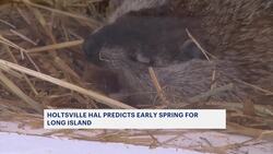 It’s Groundhog Day! Holtsville Hal, Malverne Mel predict early spring News Clip