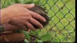 Grow Your Health: The Benefits of Gardening Instructional Video