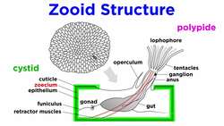 Phylum Bryozoa: The Moss Animals Instructional Video