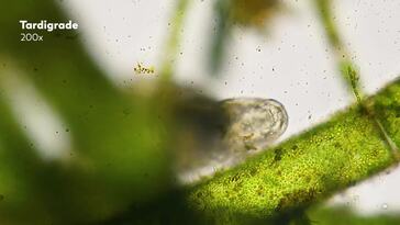 Tardigrades: Chubby, Misunderstood, & Not Immortal