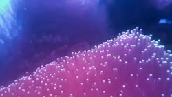 Anemone in underwater world of deep sea animal and coral Stock Footage