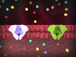 Digestion and Absorption of Food Instructional Video