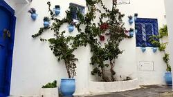 Wide Angle: Vines Growing Up a Building Stock Footage