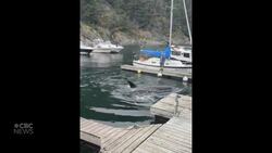 #TheMoment a father and son won the whale-watching ‘lottery’ Instructional Video