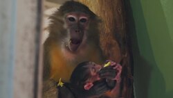 Rare golden-bellied mangabey born at Budapest Zoo News Clip