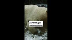 B.C.’s elusive spirit bear emerges for a close-up photo shoot News Clip
