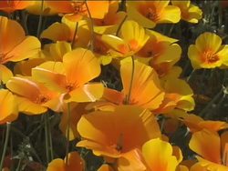 The Importance of Flowers in Plant Reproduction Instructional Video