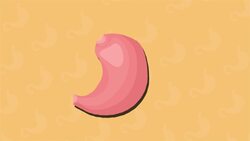 I WONDER - How Much Food Can The Stomach Hold? Instructional Video