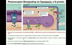 Anatomy - Vision (Part 2) - Photoreceptor Signaling & Photobleaching Instructional Video