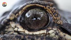 BLASTED! Seriously, R U OK Coyote?! Instructional Video