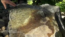 Climate change a top priority for many B.C. voters News Clip