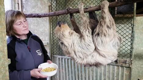 Oldest sloth in captivity - living