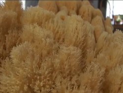 Classifying Animals Review Instructional Video