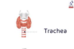 Living Things: Human Respiratory System Instructional Video