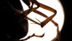 Legs of an Insect Stock Footage