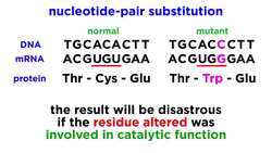 Mechanisms of DNA Damage and Repair Instructional Video