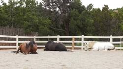 Enjoy a Horse Wellness Experience in Santa Fe Instructional Video
