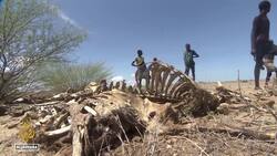 WFP: 20 million risk starvation as Horn of Africa drought worsens News Clip
