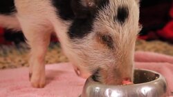Best Treats for a Potbellied Pig Instructional Video