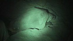 Introduction to the Beach and Turtles in Spanish Instructional Video