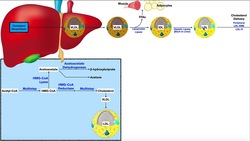 Lipoprotein Physiology [Part 1] | LDLs, HDLs, & TAGs Instructional Video