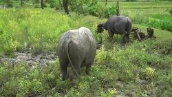 4k Group of Buffalo eating food in grass field. Stock Footage