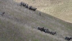 California Bighorn Sheep Have Made an Entire Island Their Own Instructional Video