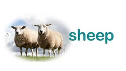 Learning Animal Names with Rhymes Instructional Video