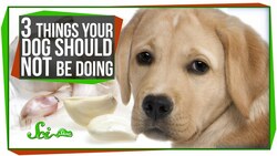 3 Things Your Dog Should Not Be Doing Instructional Video