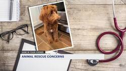 ‘You hurt a family.’ Kane In Your Corner reveals animal rescue concerns about Pixies and Paws News Clip