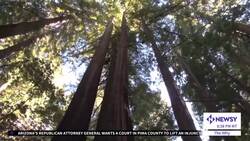 Why Do We Knock On Wood? News Clip