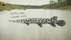 MURDER IN TEXAS - a BIG FISH Crime Story! Instructional Video