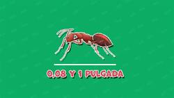 I WONDER - What Size Are Ants? Me Pregunto - Qué Tamaño Tienen Las Hormigas? Instructional Video