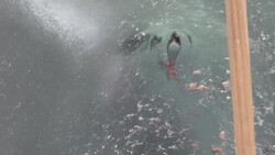 CLEAN : Scientific analysis takes over after whale tragedy in Australia News Clip