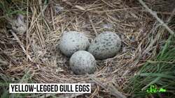 Bird Eggs Warn Each Other About Danger Instructional Video