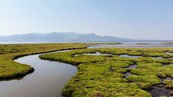 Aerial View of Wetland Stock Footage