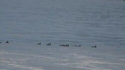Pismo Beach Pier Stock Footage