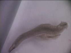 Simple Animals: Worms Instructional Video