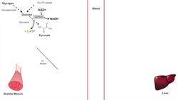 Cori Cycle | Lactic Acid Metabolism | Purpose and Importance in Anaerobic Metabolism Instructional Video