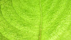 Dry Leaf Analysis Stock Footage