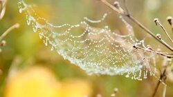 Water drops on spider web Stock Footage
