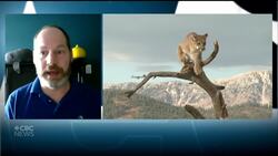 Cougars may be becoming more common in Manitoba, conservationist says after trapper's unique catch News Clip