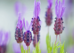 Factpack: Power of Plants Instructional Video