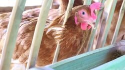Eggs chicken in the farm Stock Footage
