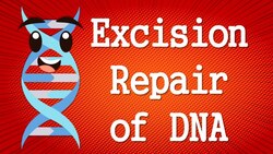 Excision Repair of DNA: Nucleotide Excision Repair and Base Excision Repair Instructional Video