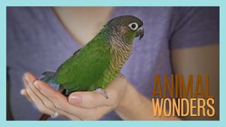 Meet and Greet: Ginger the Conure Instructional Video