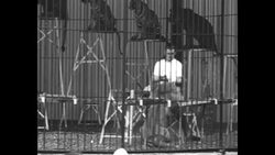 Animal trainer Allen King puts on show in Chicago taming lions and tigers News Clip