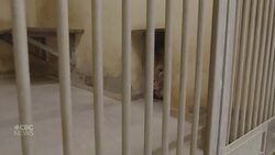 Lions arrive in Poland from war-torn Ukraine News Clip