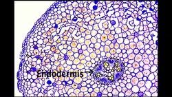 Structural Features of Plant Roots Instructional Video